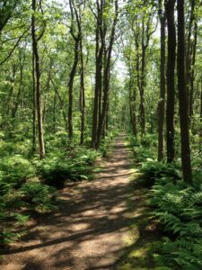 Ruhe im Wald, Foto zum Blog Artikel Meditieren leicht gemacht im Große Schwester Netzwerk für Hochsensibilität.