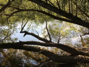 ein umgefallener Baum ragt in einen See rein