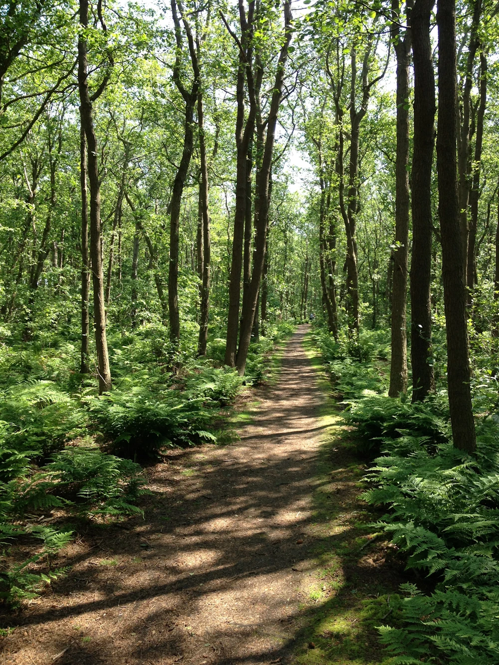 Waldweg mit Farnen an der Seite und grünbelaubten Bäumen