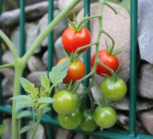 mehrere Tomaten am Strauch