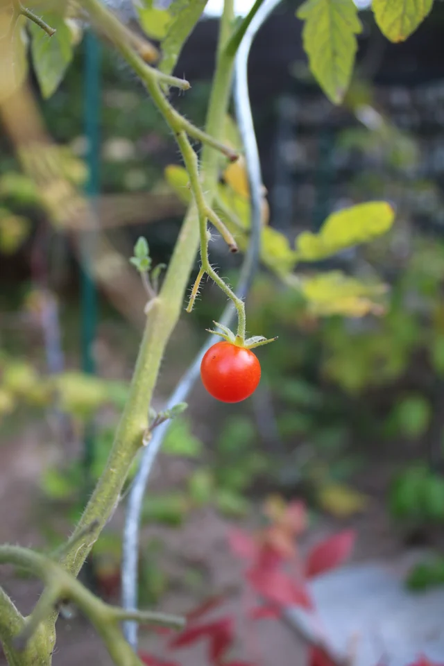 einzelne Tomate am Strauch