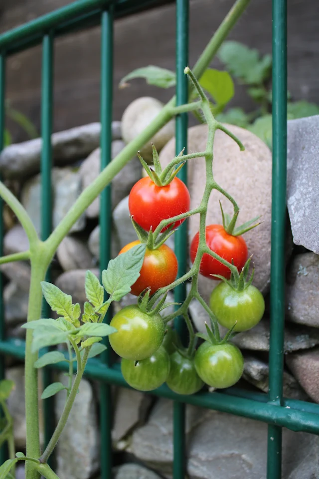 mehrere Tomaten am Strauch