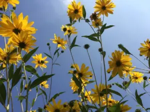 zu sehen sind gelbe blühende Blumen, blauer Himmel in Sonnenschein