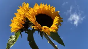 Sonnenblumen mit Wolken als Symbol für das Thema Neurodiversität